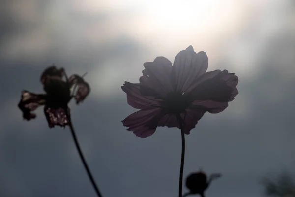 Rózsaszín Cosmea Virágok Schiermonnikoog Hollandia — Stock Fotó