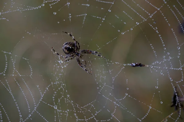 Araignée Jardin Toile Sur Schiermonnikoog Pays Bas — Photo