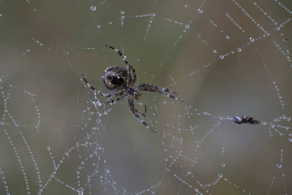 Araignée Jardin Toile Sur Schiermonnikoog Pays Bas — Photo