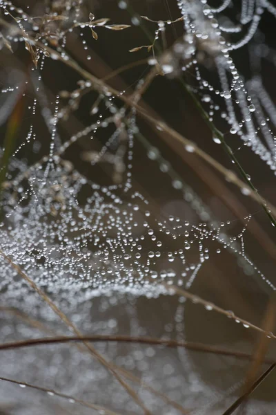 Spider Webs Dewdrops Schiermonnikoog Netherland — Stock Photo, Image