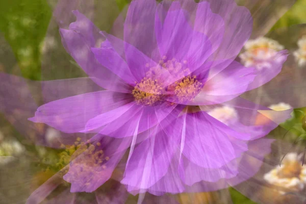 Double Shot Wild Flower Garden Industrial Estate Netherland — Stock Photo, Image