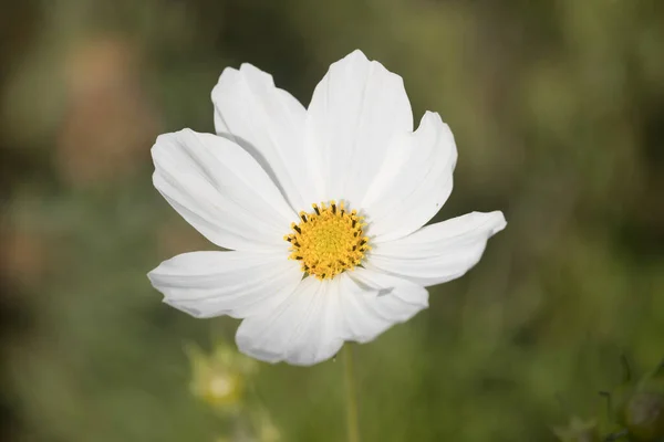 Blooming White Cosmea Schiermonnikoog Netherland — Stock Photo, Image