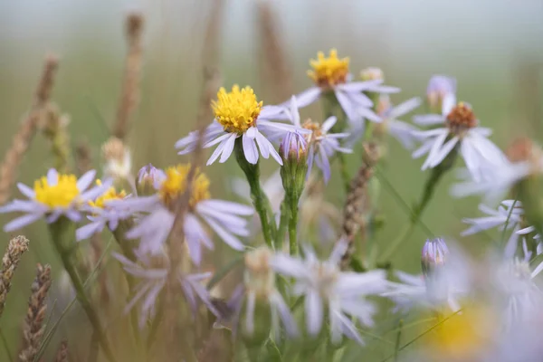 Flowering Sea Aster Schiermonnikoog Netherland — Stock Photo, Image