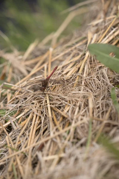 荷兰Schiermonnikoog的红草蜻蜓 — 图库照片