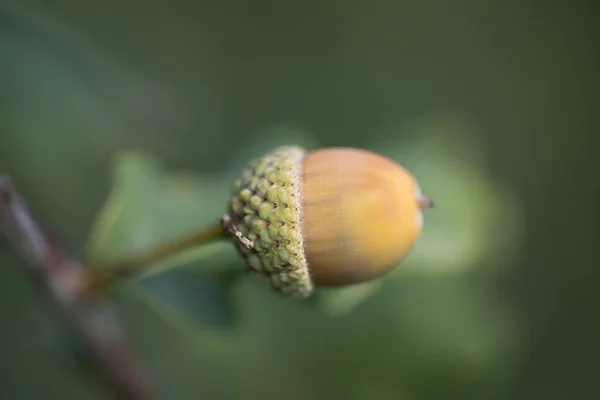 オランダのSchiermonnikoogの木に生まれる — ストック写真