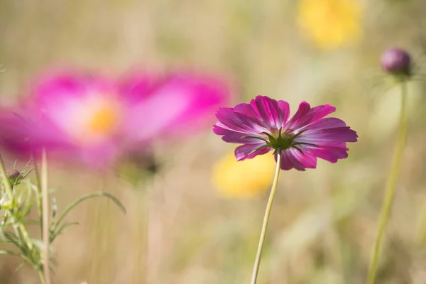Schiermonnikoog Hollanda Cosmea Çiçeği — Stok fotoğraf