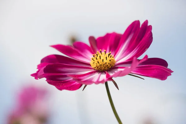 Flowering Cosmea Schiermonnikoog Netherland — Stock Photo, Image