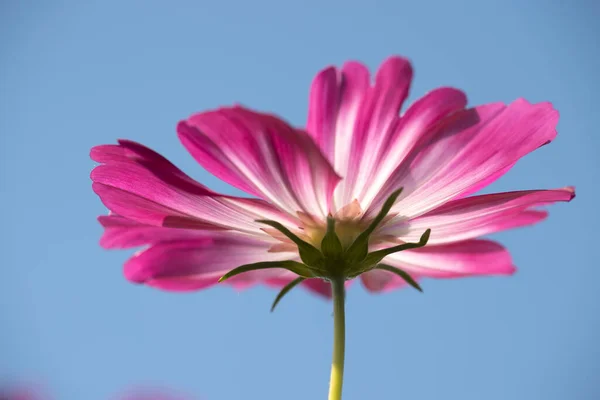 Pink Cosmea Flower Schiermonnikoog Netherlands — стоковое фото