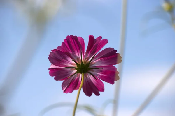 Pink Cosmea Flower Schiermonnikoog Netherland — Stock Photo, Image