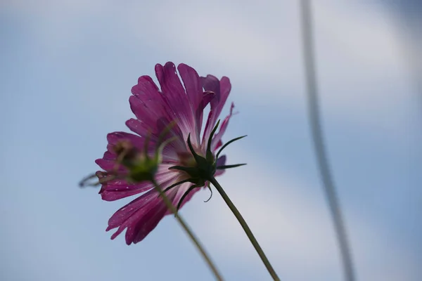 Hollanda Schiermonnikoog Pembe Kozmetik Çiçeği — Stok fotoğraf