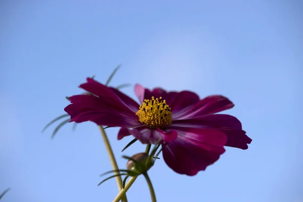 Hollanda Schiermonnikoog Çiçek Açan Kozmea — Stok fotoğraf