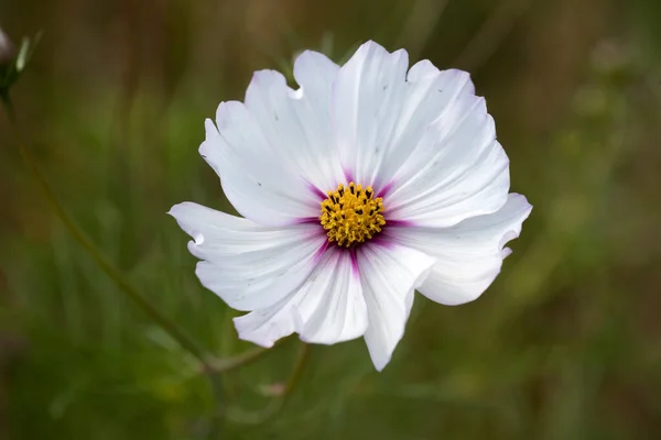 White Cosmea Schiermonnikoog Netherland — Stock Photo, Image