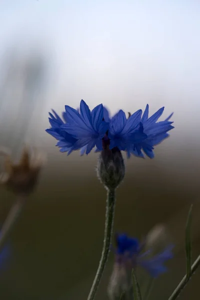 Flowering Cornflower Schiermonnikoog Netherland — Stock Photo, Image