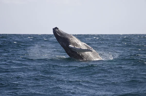 Walvis sprong Stockfoto