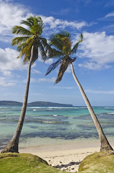 Two coconut trees Stock Image