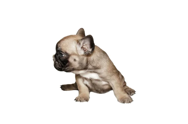 Bouledogue français chiot — Photo