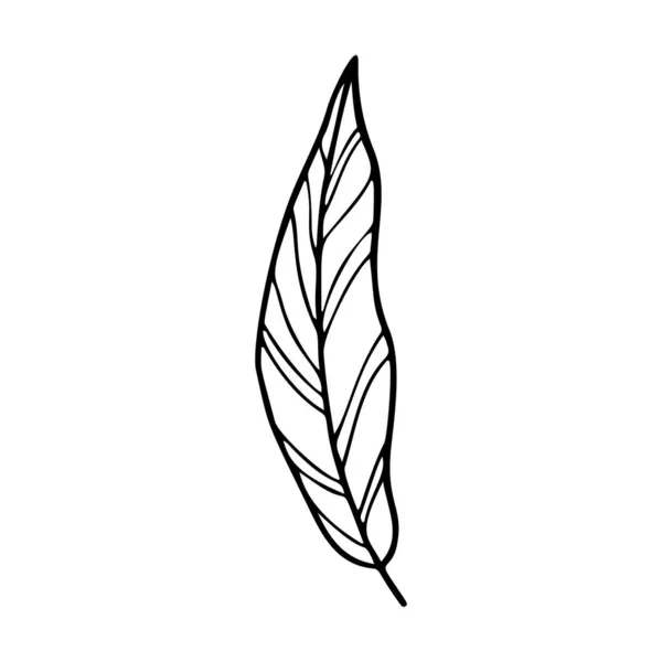 Esboço de flor Heliconia. Strelitzia linha arte vetor ilustração isolada sobre fundo branco. Strelitzia, ícone de silhueta de heliconia, — Vetor de Stock