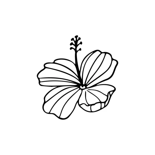 Esquema de flores de hibisco. Ilustración vectorial de línea de Hibiscus aislada sobre fondo blanco. Icono de silueta de flor tropical, garabato de flor y elemento simple. — Vector de stock