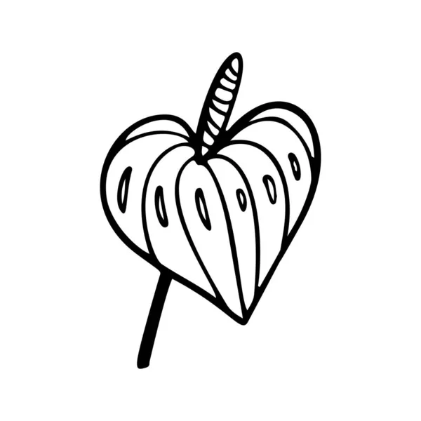 Silhouette von Anthurium Blume. Tropische Pflanze florales Kritzelelement. Umriss Anthurium hawaiian Blume. Handgezeichnetes Laub-Symbol. Vektor-Illustration isoliert auf weißem Hintergrund. — Stockvektor