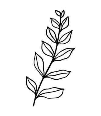 Okaliptüs yaprağı çizimi. Çiçekli el çizimi dal, doğrusal element. Beyaz arka planda izole edilmiş Boho zarif yaprakları. Okaliptüs yaprağı silueti, çizgi sanatı. Çimen simgesi