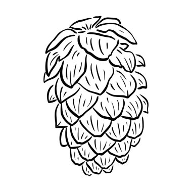 Çam kozalağı vektör çizimi. Çiçekli el çizimi Noel ağacı, sedir, köknar. Noel doğrusal elementi. Beyaz arka planda izole edilmiş Xmas zarif silueti. Kozalaklı siluet, çizgi sanatı