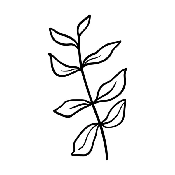 Ilustración del vector de hojas de eucalipto. Rama dibujada a mano floral, elemento lineal. Elegantes hojas boho aisladas sobre fondo blanco. Silueta de follaje eucalipto, línea de arte. Doodle icono de hierba — Vector de stock