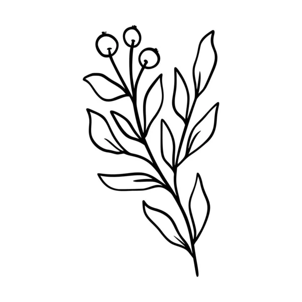 Ilustración del vector muérdago. Ilex dibujado a mano floral. Elemento lineal navideño en estilo moderno. Silueta elegante aislada sobre fondo blanco. Arte de línea de muérdago para invitación, tarjeta, póster. — Vector de stock