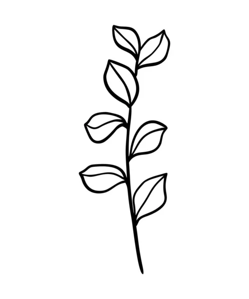 Illustration des Eukalyptusblattes. Floraler handgezeichneter Zweig, lineares Element. Boho elegante Blätter isoliert auf weißem Hintergrund. Eukalyptus-Blattsilhouette, Linienkunst. Gekritzeltes Gras — Stockvektor