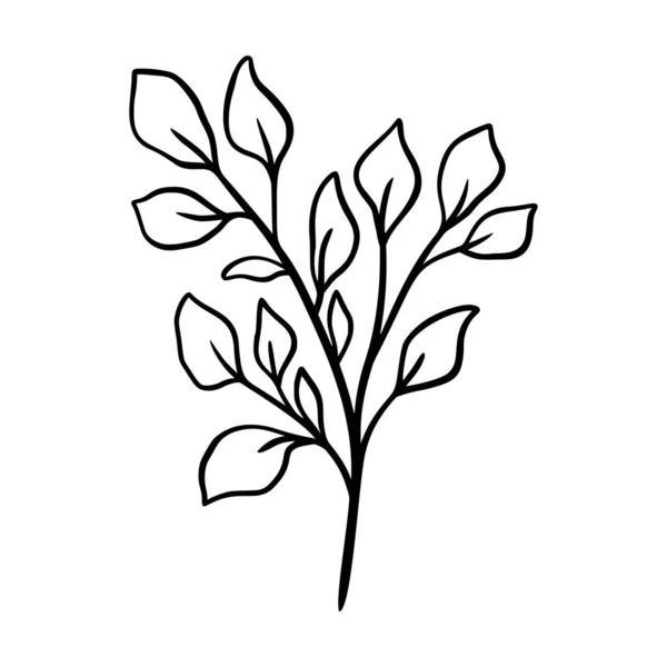 유클리드 잎 벡터 일러스트. 손으로 그린 식물성 가지, 선형적 인 원소. 보호는 흰 바탕에우아 한 잎들을 따로 떼어 놓는다. 유칼립투스 잎 실루엣, 라인 아트. 풀로 만든 두들 — 스톡 벡터