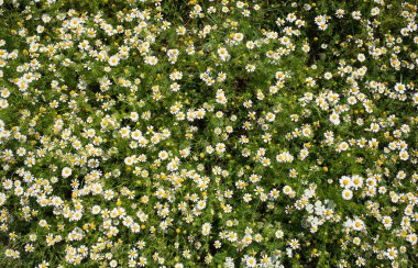Tıbbi papatya çayı tarlası. doğal arkaplan