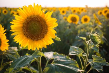 Güneşli tarlanın arka planına yakın doğada ayçiçeği.