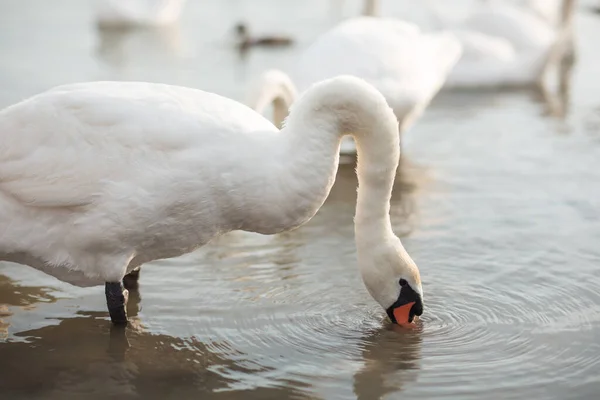 Swans Birds Background Water Surface Lake Wildlife — Stock Photo, Image