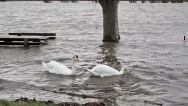 Потоп на реке - два лебедя — стоковое видео