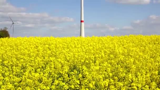 Πεδίο canola — Αρχείο Βίντεο