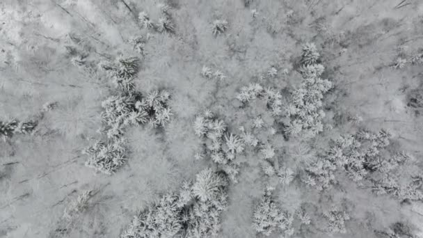 Droga Przez Las Zimowy Widok Lotu Ptaka Widok Drona — Wideo stockowe