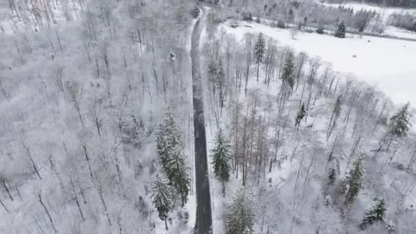 Road Wintery Forest Aerial View Drone Point View — Stock Video