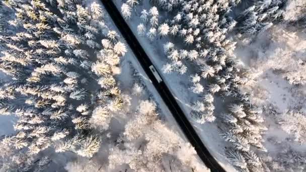 冬の森を通る道路 ビューの空中ドローンポイント — ストック動画