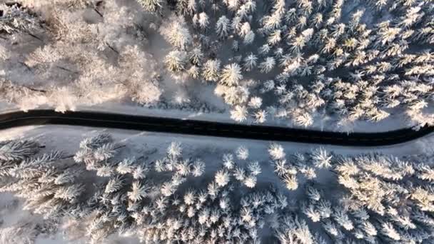 Téli Erdőn Keresztül Légi Drón Nézőpont — Stock videók