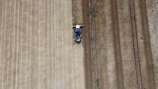 Harvesting Wheat Field Very Dry Summer Season Aerial View — Video Stock