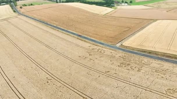 Colheita Campo Trigo Durante Uma Estação Verão Muito Seca Vista — Vídeo de Stock