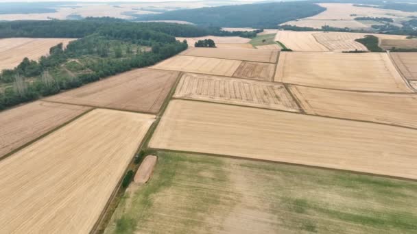 Harvesting Wheat Field Very Dry Summer Season Aerial View — Vídeo de Stock