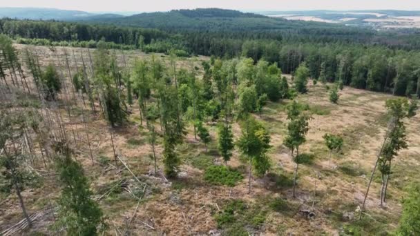 Αποψίλωση Των Δασών Νεκρά Δέντρα Και Δάση Dieback Εναέρια Άποψη — Αρχείο Βίντεο