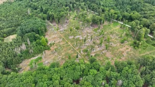 Deforestation Dead Trees Forest Dieback Aerial View — Stock Video