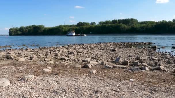 Rhine River Wiesbaden Biebrich Germany Visible Rocks Sandbars Due Extraordinary — Stock Video