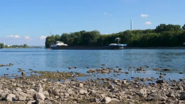 Річка Рейн Вісбаден Бібрич Німеччина Видимі Породи Піщані Бари Через — стокове відео