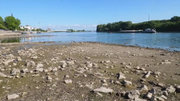 Rhine River Wiesbaden Biebrich Germany Visible Rocks Sandbars Due Extraordinary — Video Stock
