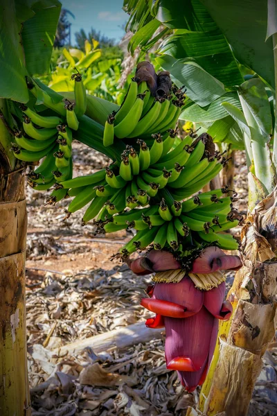 Bacaksız muz çiçeği.