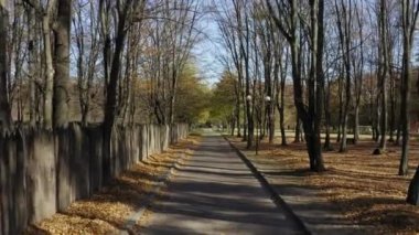 Güzel bir sonbahar sokağı. Ağaçtan düşen portakal yaprakları. Sonbahar ormanı. İlerlerken ormanı vurmak. Asfalt yolu dökülen yapraklarla dolu..