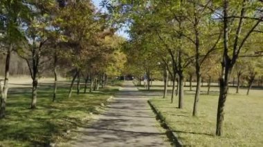 Güzel bir sonbahar sokağı. Ağaçtan düşen portakal yaprakları. Sonbahar ormanı. İlerlerken ormanı vurmak. Asfalt yolu dökülen yapraklarla dolu..