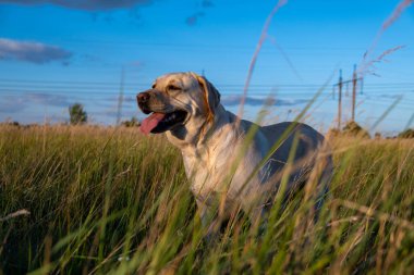 portrait of a white female labrador in the grass. Dog labrador fawn color in the grass between the ears against the background of the blue sky.